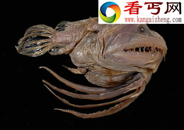 海底怪物 鮟鱇鱼雄鱼性寄生雌鱼
