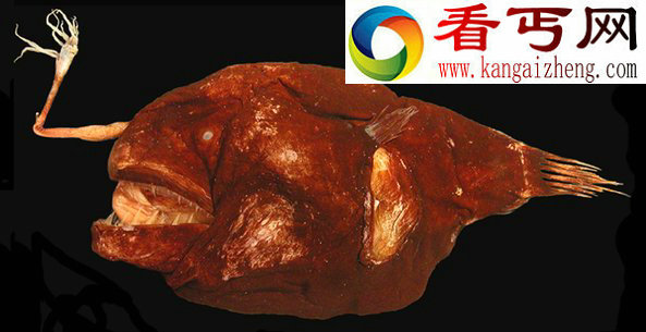 海底怪物 鮟鱇鱼雄鱼性寄生雌鱼