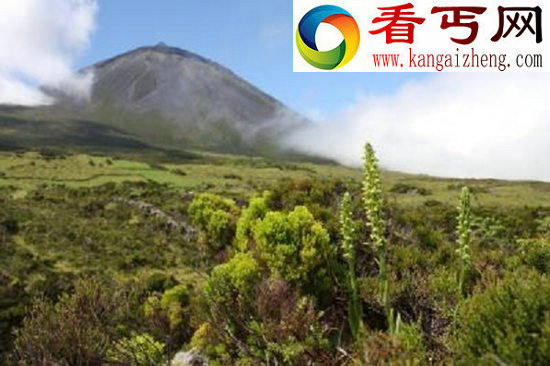 被认为灭绝200年的稀有蝴蝶兰 重现欧洲火山脊