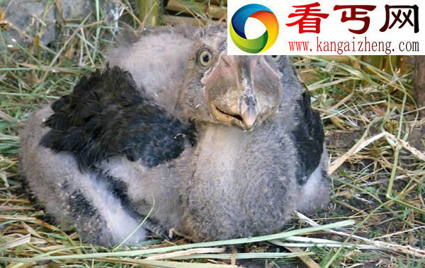 酷似渡渡鸟的鲸头鹳