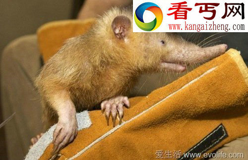 全球奇异动物盘点