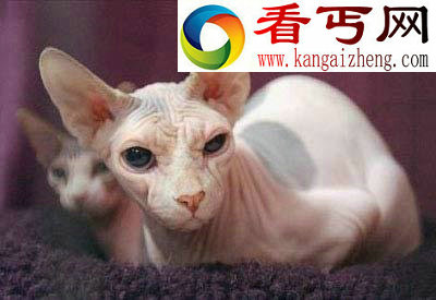 全球奇异动物盘点