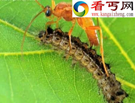 全球奇异动物盘点