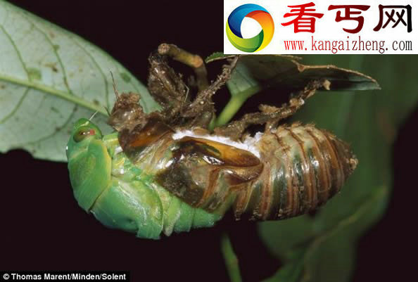 蝉幼虫到成虫的惊人的变身过程