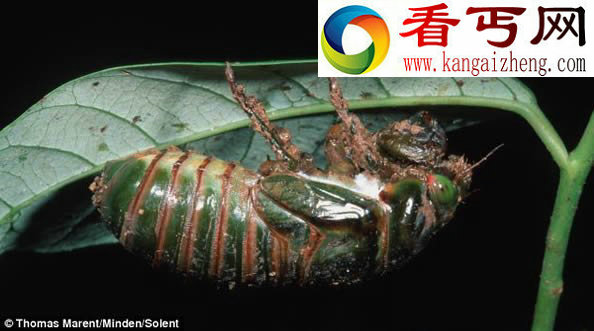 蝉幼虫到成虫的惊人的变身过程