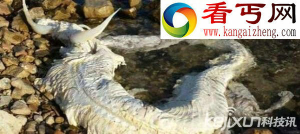 西班牙海滩惊现身长6米一对犄角白色海怪