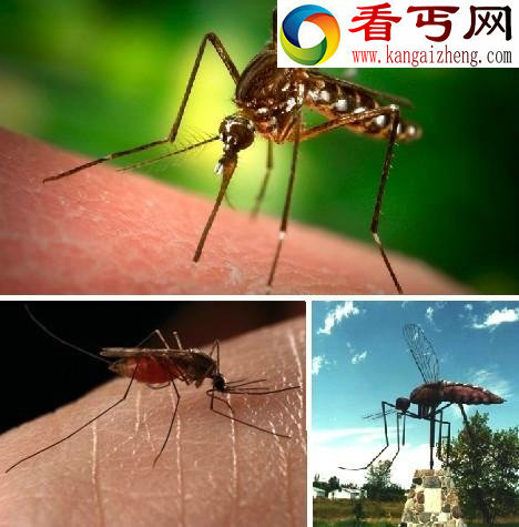 盘点10大“吸血鬼”动物 