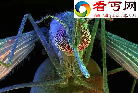 盘点10大“吸血鬼”动物 