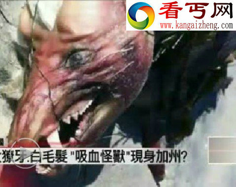猎人捕获外形像狗眼睛鲜红怪兽