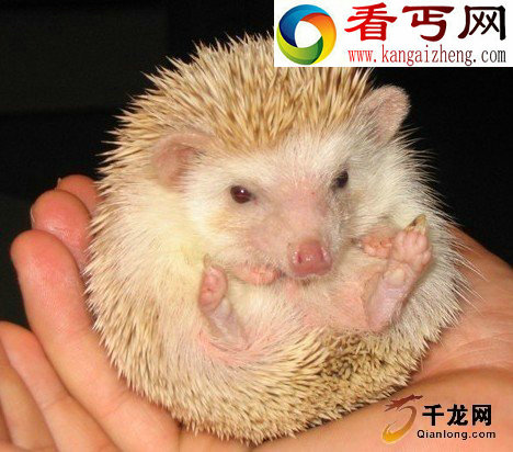 7种罕见令人称奇的白化动物