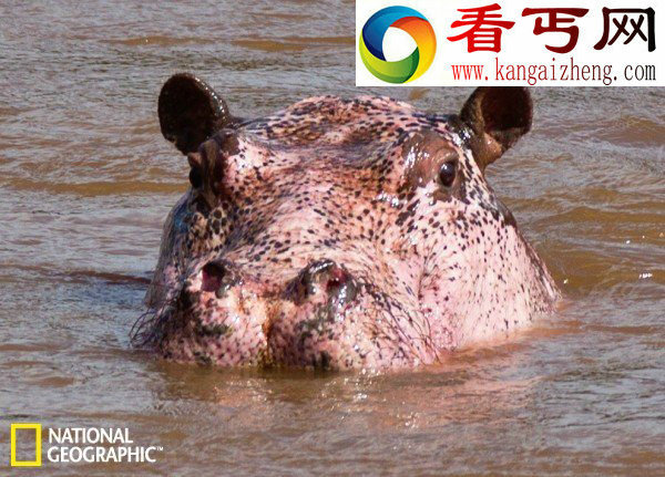 盘点拥有粉色的动物草莓肤色的豹子