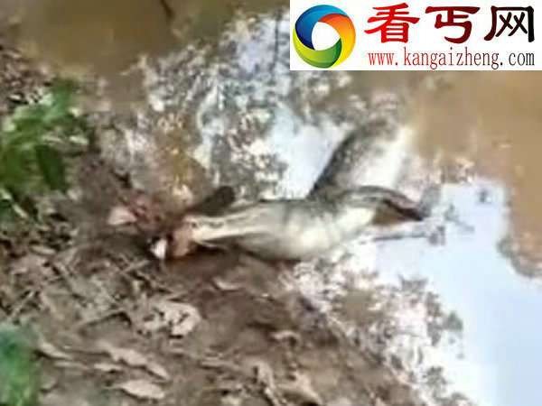 鳄鱼攻击电鳗反遭被电死