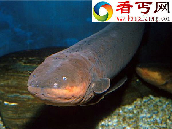 鳄鱼攻击电鳗反遭被电死