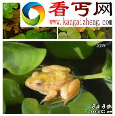 韩国发现黄金蛙 机率为三万分之一