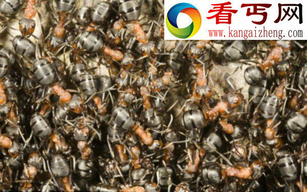 地震到来 蚂蚁能提前感知