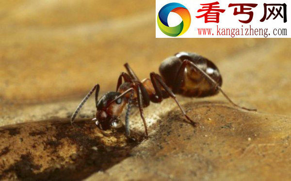 地震到来 蚂蚁能提前感知