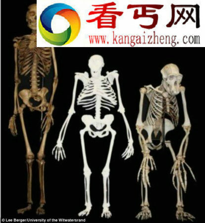 200万年前人类祖先与猿猴类似