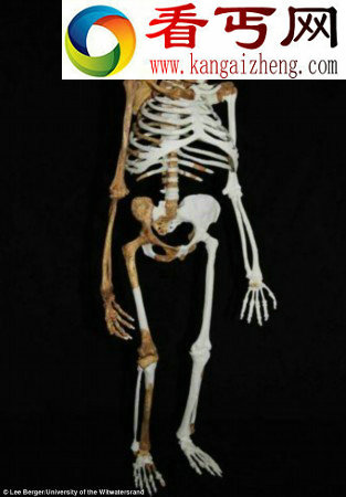 200万年前人类祖先与猿猴类似