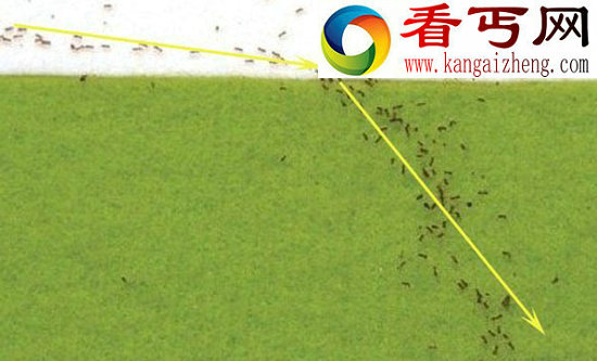 蚂蚁觅食路径遵守光线折射定律