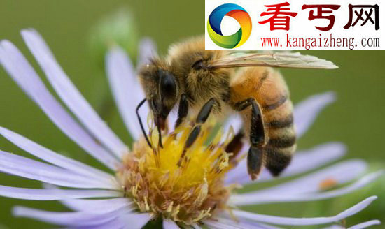 强悍蜜蜂能嗅到4.8公里外的地雷