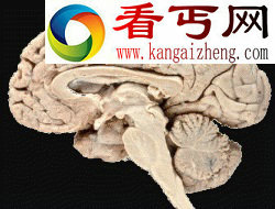 研究称大脑可根据搜索目标改变功能 大脑可根据搜索目标改变功能