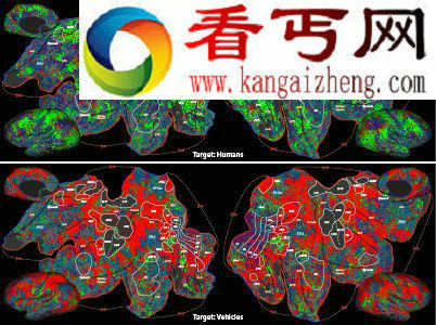 当寻找一个人时,会有更多大脑部位参与到这项工作中来(上图中由绿色表示)。下图中的红色代表的是在寻找车辆时,大脑的注意力发生的变化 大脑可根据搜索目标改变功能