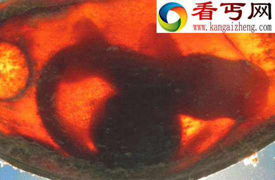 鲨鱼胚胎自相残杀之谜 父权争夺战