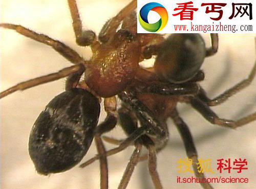 惊人发现雄性蜘蛛也会吞食雌性蜘蛛/图
