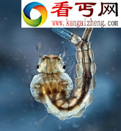 水中微小生物酷似外星生物(图)