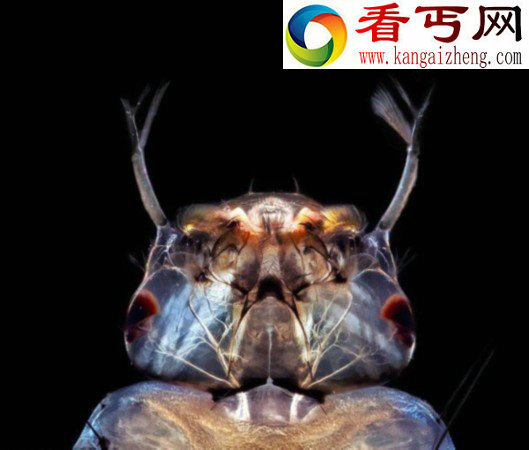 水中微小生物酷似外星生物(图)