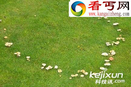 非洲沙漠现神秘仙女圈 或为白蚁所作/图 
