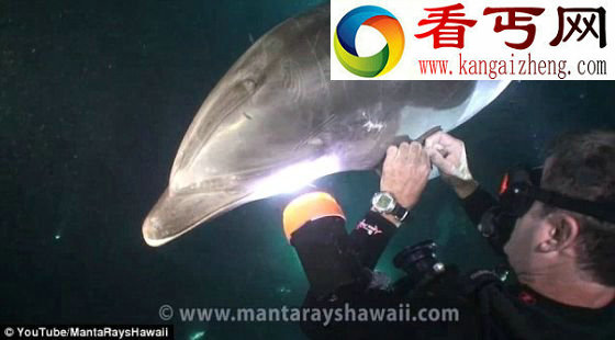 海豚被钓鱼线缠住主动寻找潜水员帮忙(图)
