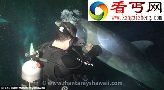 海豚被钓鱼线缠住主动寻找潜水员帮忙(图)