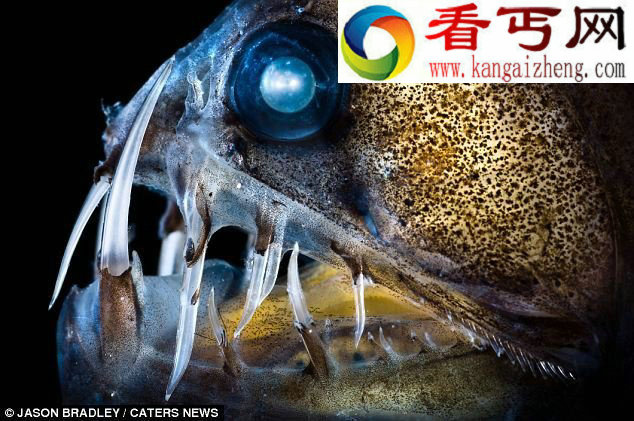 惊悚海怪形似外星来客般的海蜘蛛(图)