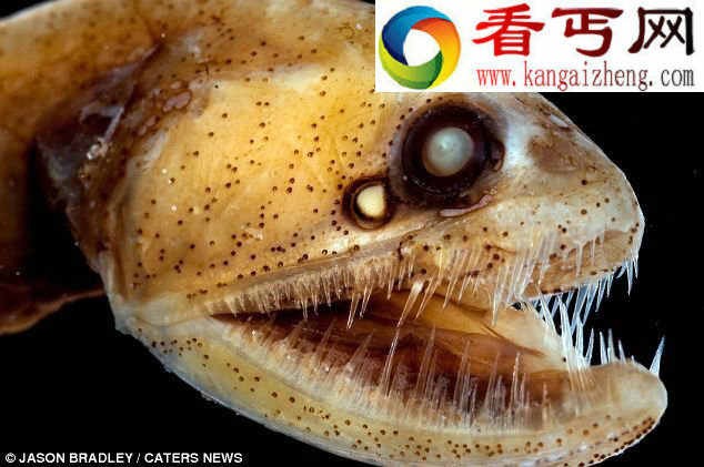 惊悚海怪形似外星来客般的海蜘蛛(图)