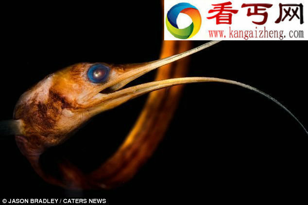 惊悚海怪形似外星来客般的海蜘蛛(图)