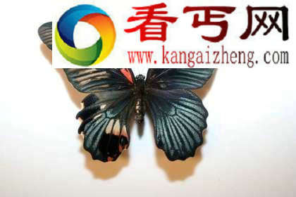 罕见蝴蝶 左翼为雌右翼为雄(图) 