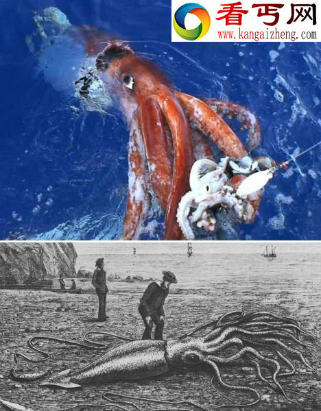 曾被误当作“海怪”的4大海洋动物