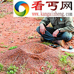澳大利亚矿工利用蚂蚁寻找金矿/图 