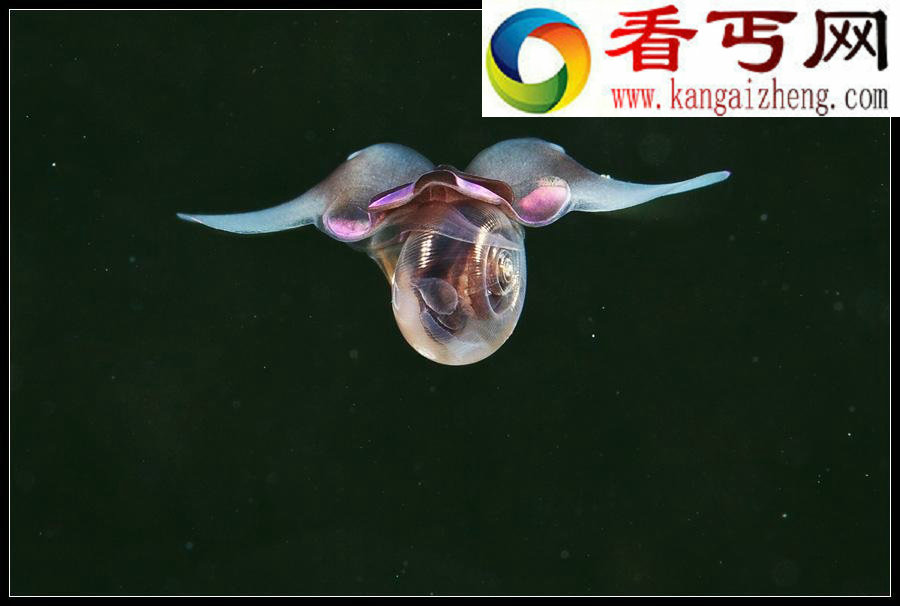 超越想象的海底精灵