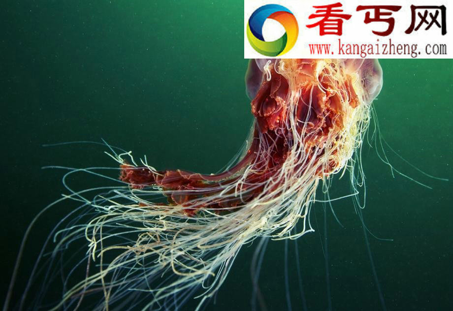 超越想象的海底精灵