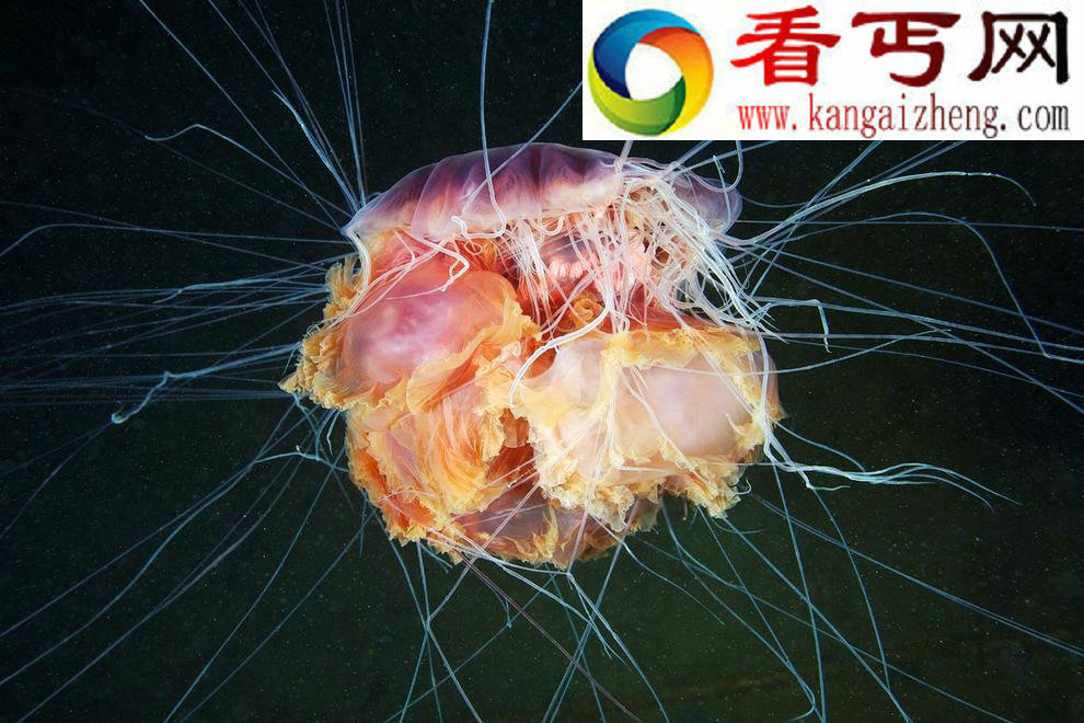 超越想象的海底精灵