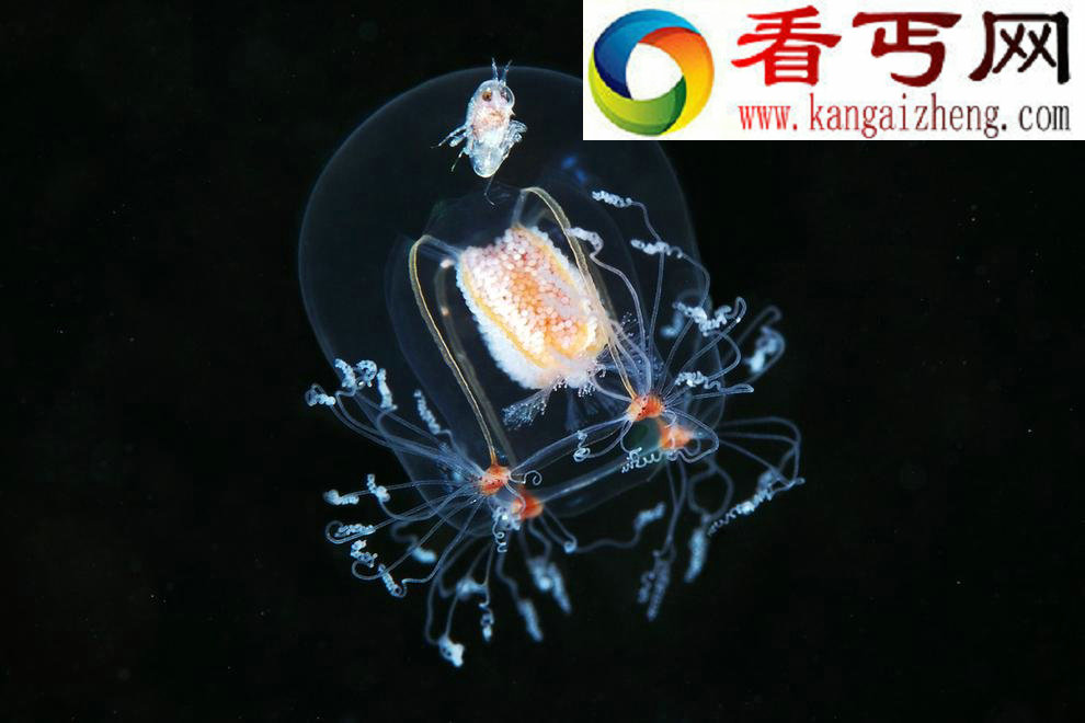 超越想象的海底精灵