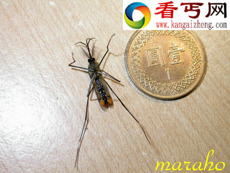 世界上最大的蚊子 紫色巨蚊和金腹巨蚊