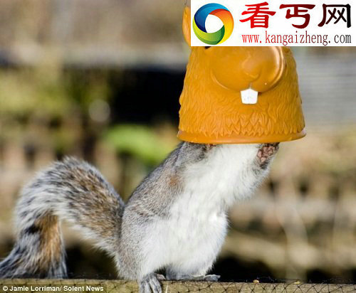松鼠钻进面具 头大身小样子滑稽/图 