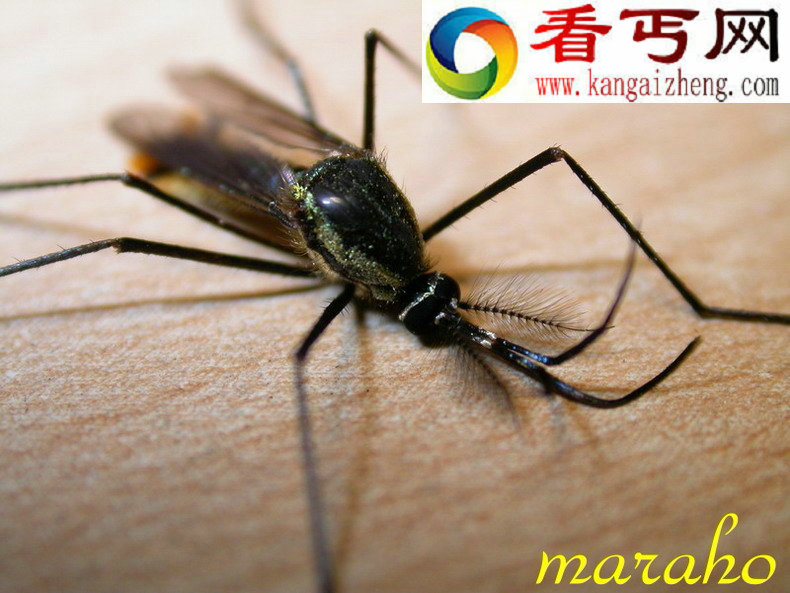 世界上最大的蚊子 紫色巨蚊和金腹巨蚊