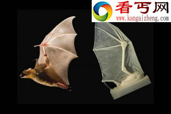 蝙蝠飞行的秘密被揭开(图) 