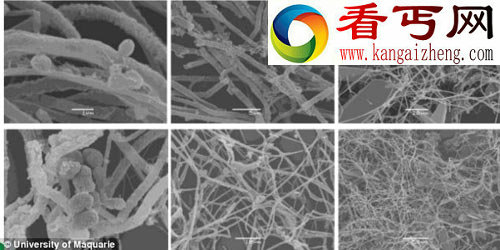 澳洲神秘洞穴发现隔绝阳光“外星微生物”