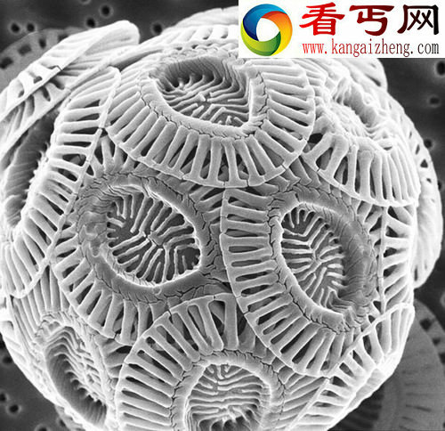 热带浮游植物正逃离
