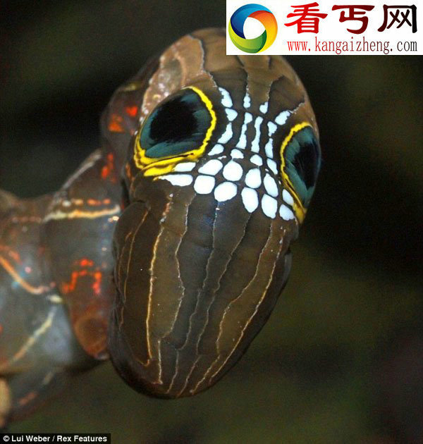 罕见毛毛虫造型似骷髅头